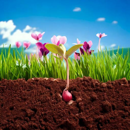Planting the Seeds for New Blossoms: Spring's Manifestations