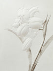 Greeting Card, White Flower Embossed - (Blank)