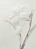 Greeting Card, White Flower Embossed - (Blank)